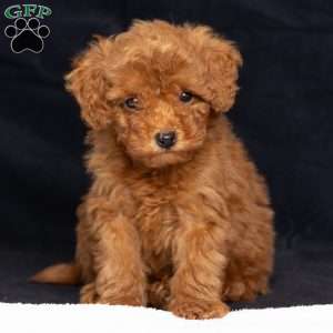 Ashley, Toy Poodle Puppy
